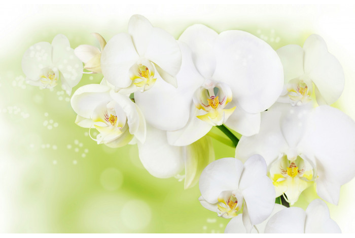 Модульная картина Белая орхидея - фото 2 