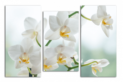 Модульная картина Белоснежные орхидеи