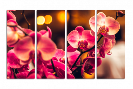 Модульная картина Розовая орхидея в макро